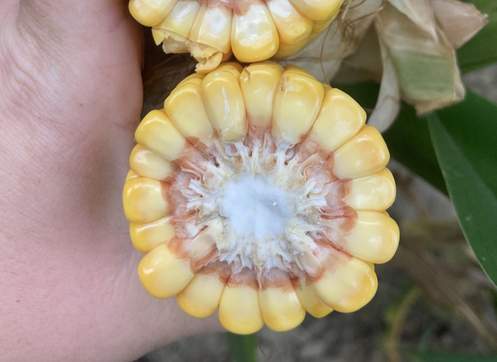 Cross section of a corn at R5 growth stage.